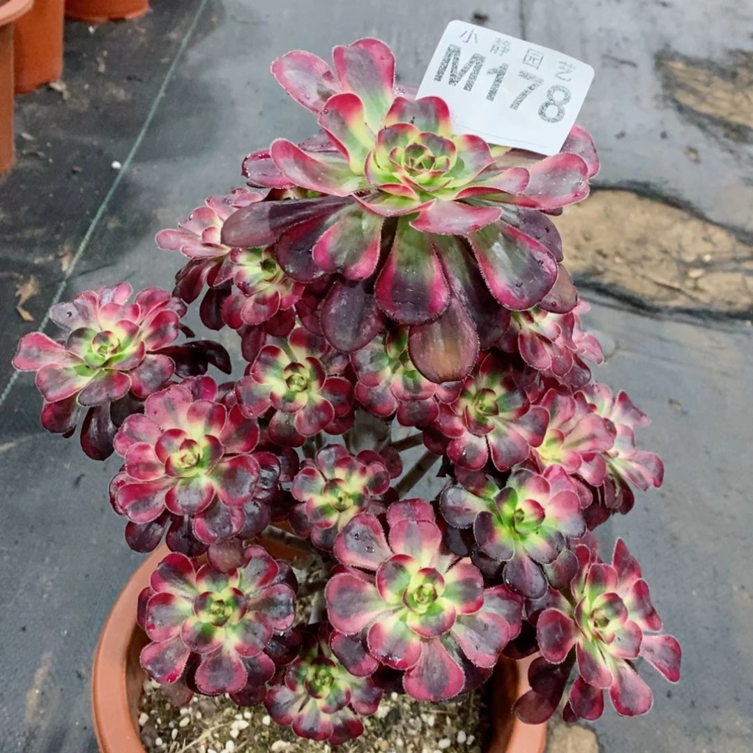 红陶20CM以下178香奈儿3阴阳多肉