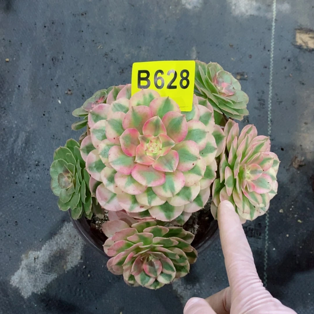 红陶20CM以下周*娜628倾城阴阳荔枝3冠服16