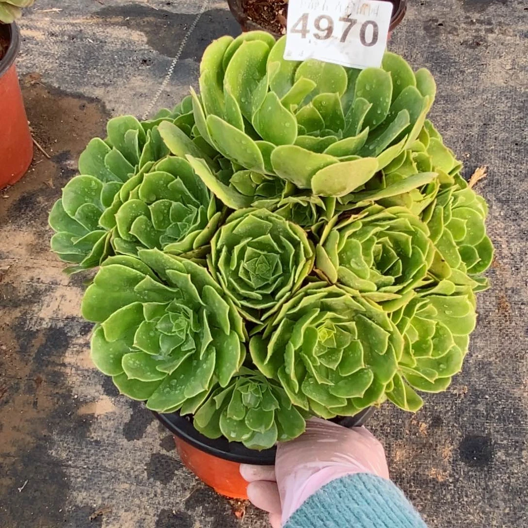 红陶20CM以下4970绿羊绒5