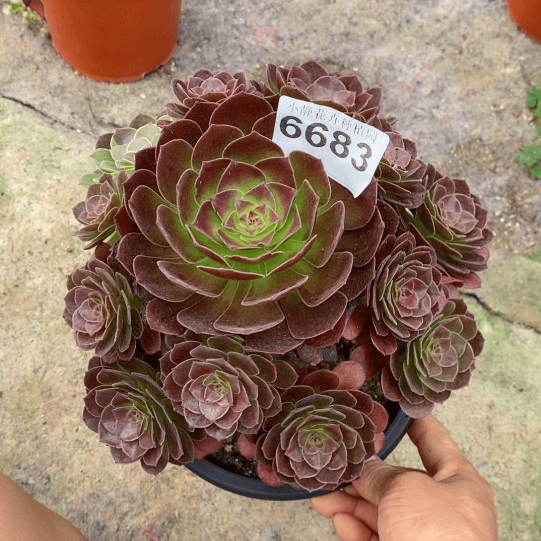红陶20CM以下6683赤焰莲6