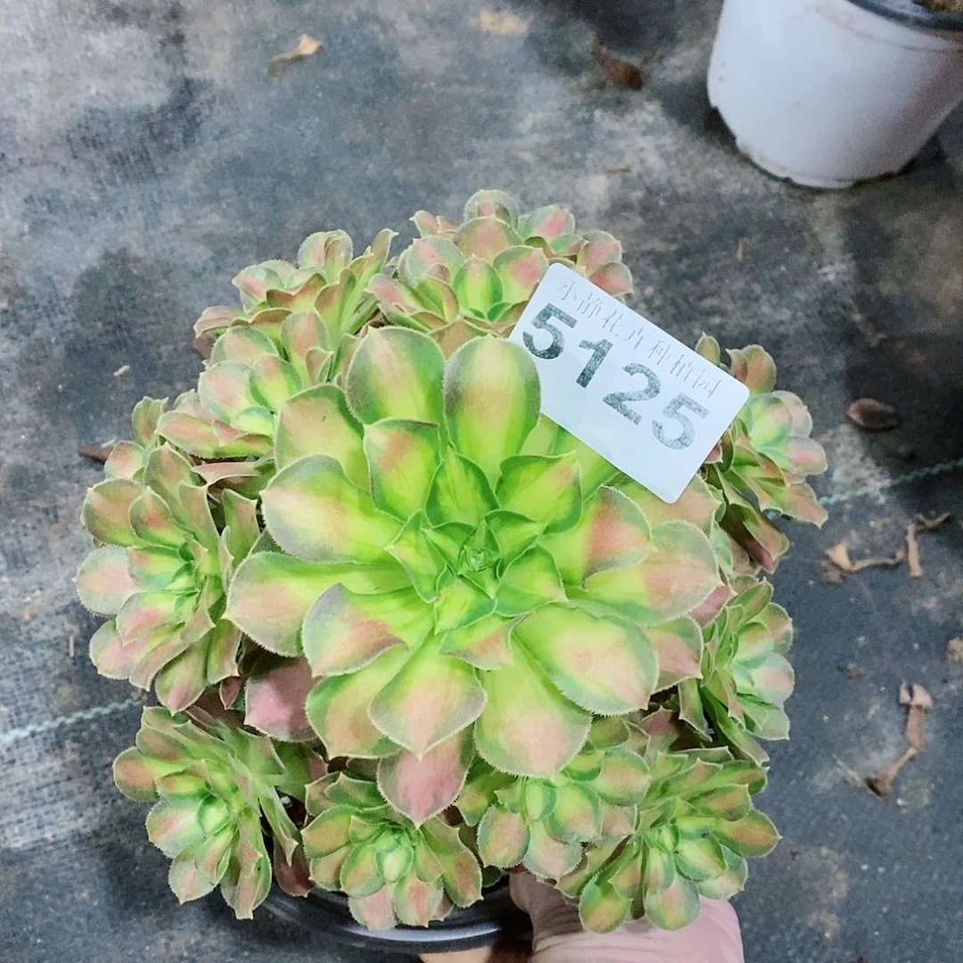 红陶5125韶华3多肉
