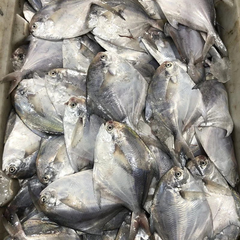【鲳鱼改价现称】鲳鱼宁波石浦海鲜东海海捕小银鲳鱼