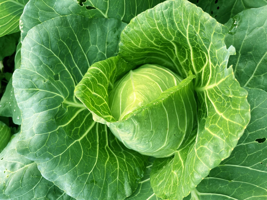 农家自种牛心包菜新鲜莲裹心莲花白手撕尖尖白菜卷心菜绿鸡心甘蓝