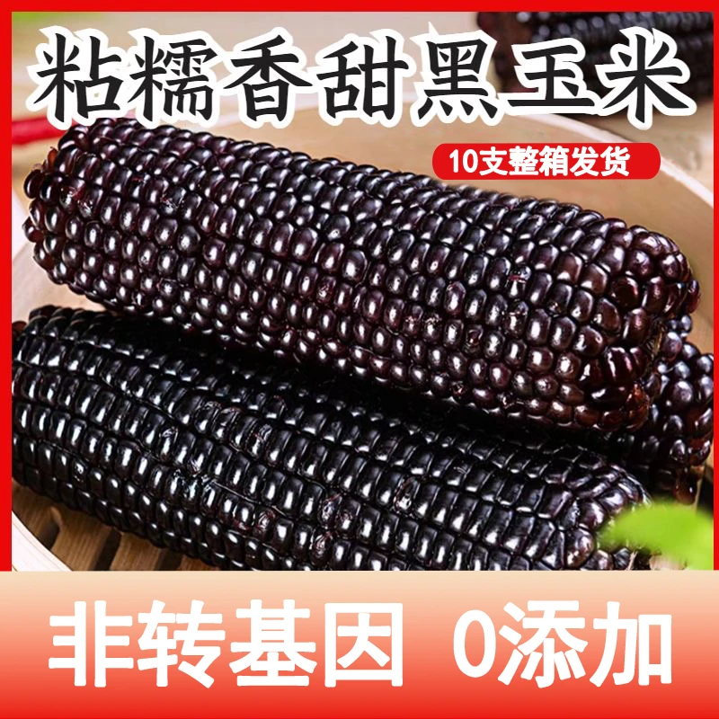 东北新货黑糯玉米8根+2根试吃共10根香甜软糯真空包装新鲜营养