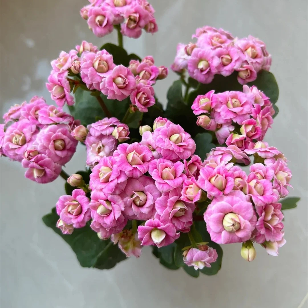 （粉巴黎) 110盆一代苗长寿 稀有大花品种基地直发