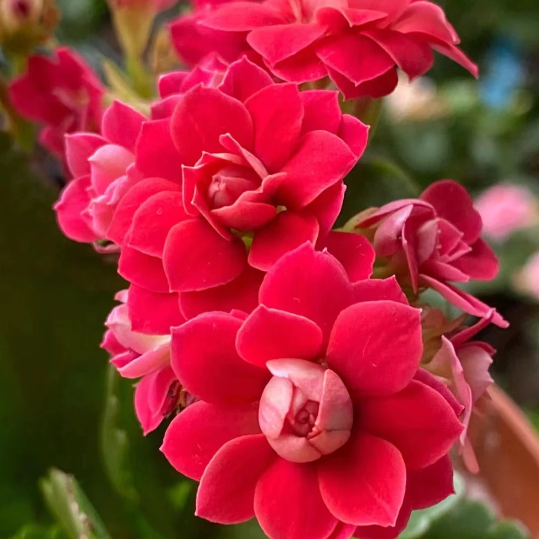 （红烛) 一代苗长寿 稀有大花品种基地直发