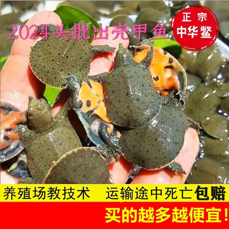【2- 5克】新出壳小甲鱼0.39元一只中华黑花黄沙品种鲜活甲鱼