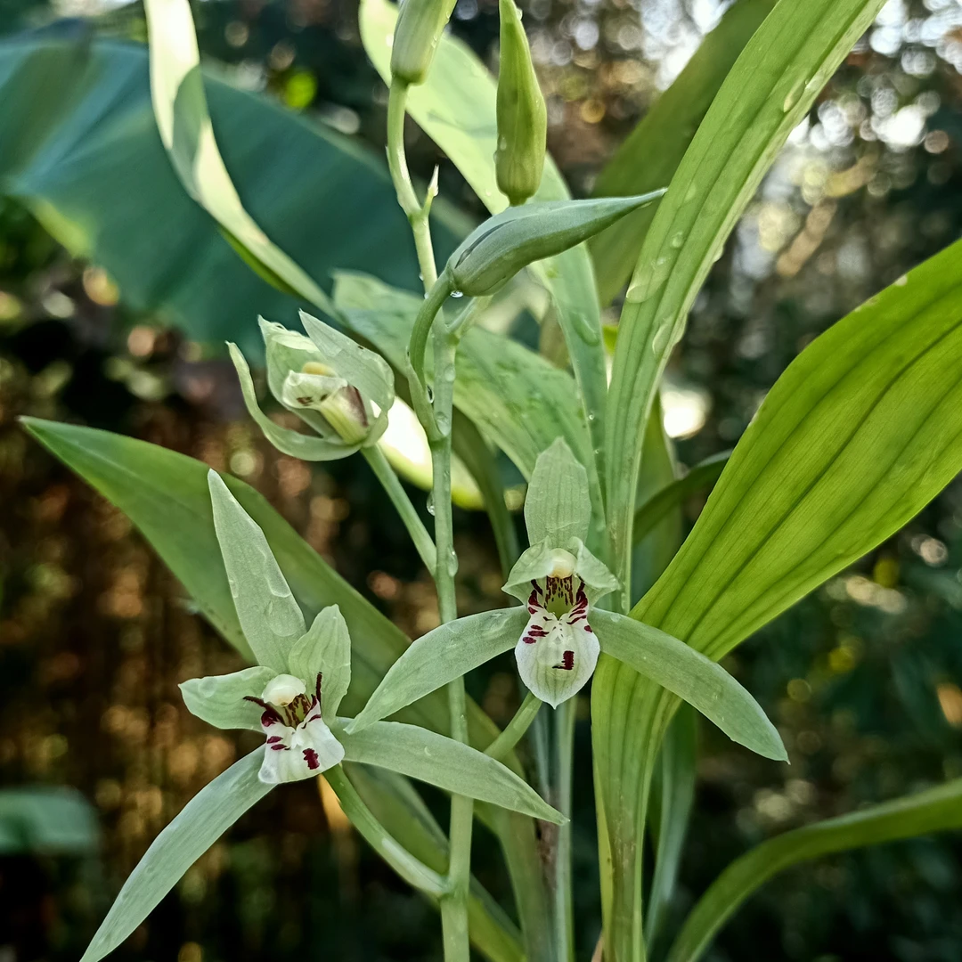 云南文山香花兔耳兰