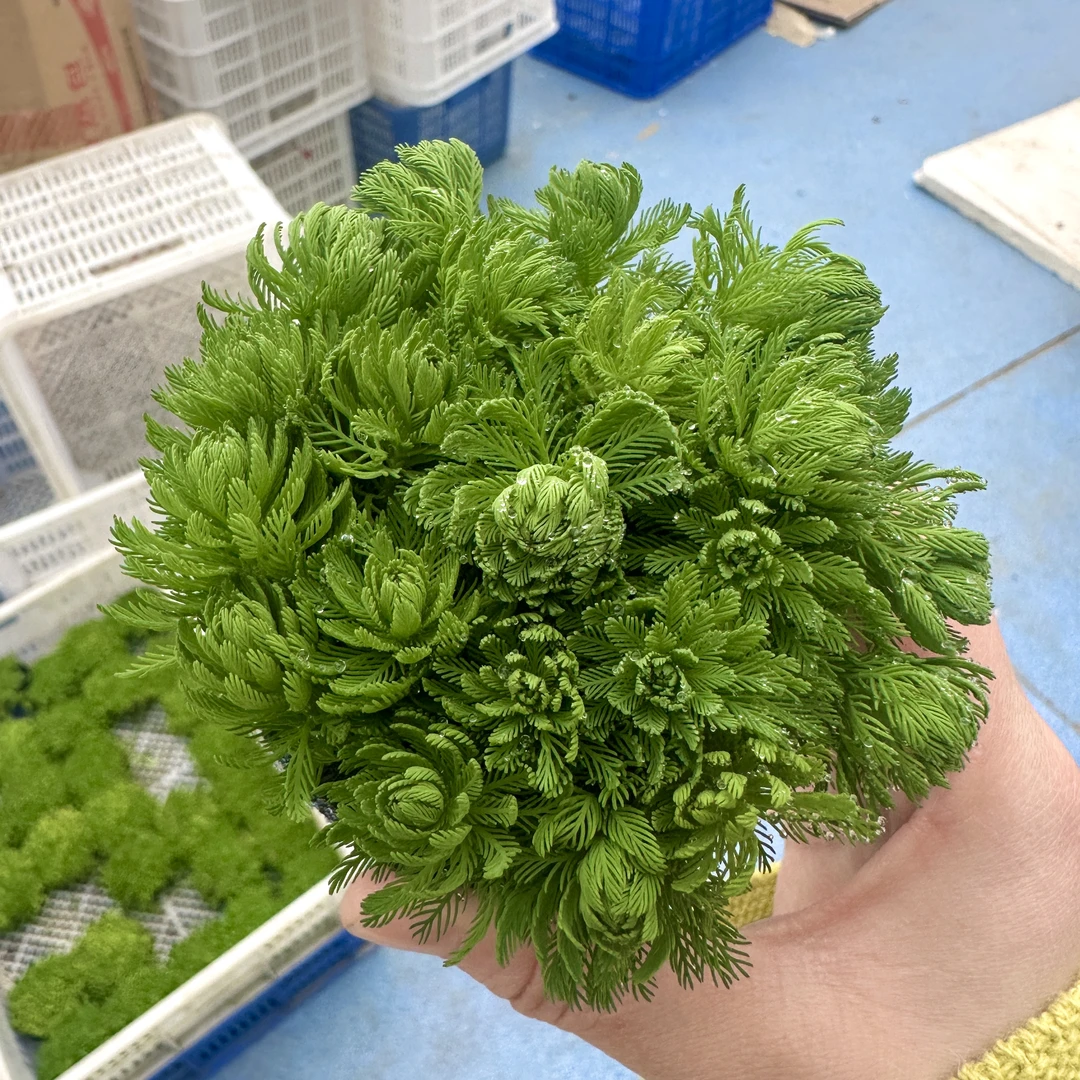 羽毛宝塔前景草水下叶水草（打灯后变黄绿色）介意的不要拍