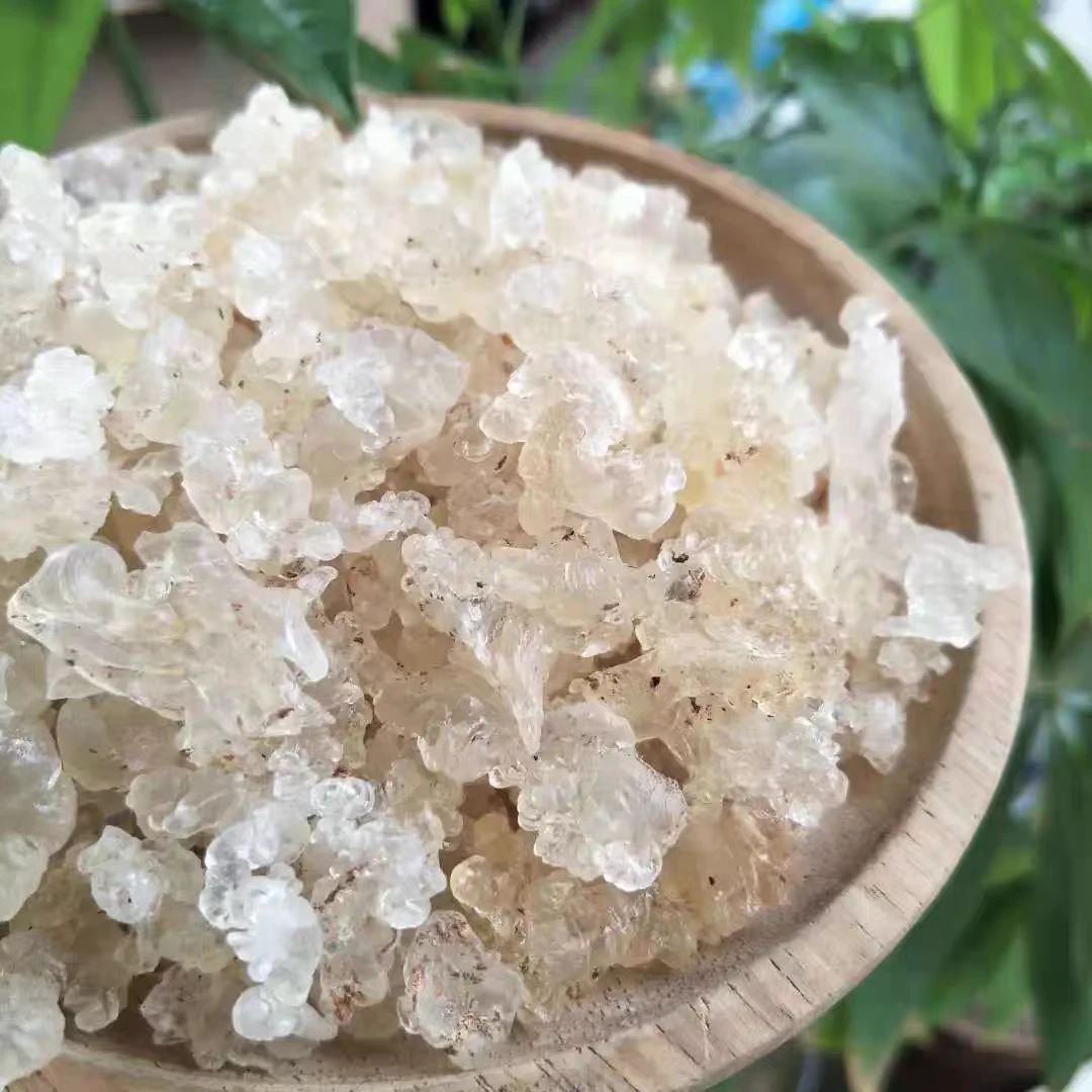 高原雪燕 植物燕窝