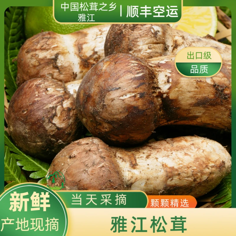 5-7cm新鲜松茸雅江正宗松茸菌高山采摘顺丰冷链包邮