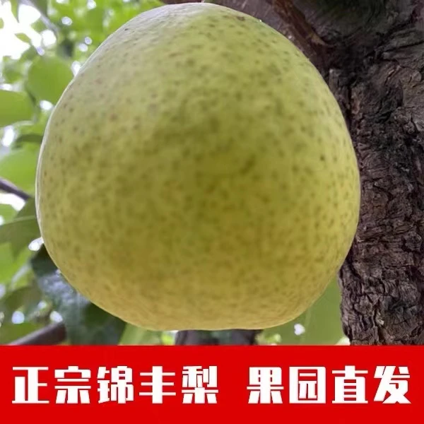东北锦丰梨皮薄肉厚甜脆一口爆汁新鲜应季水果个头大饱满产地直发