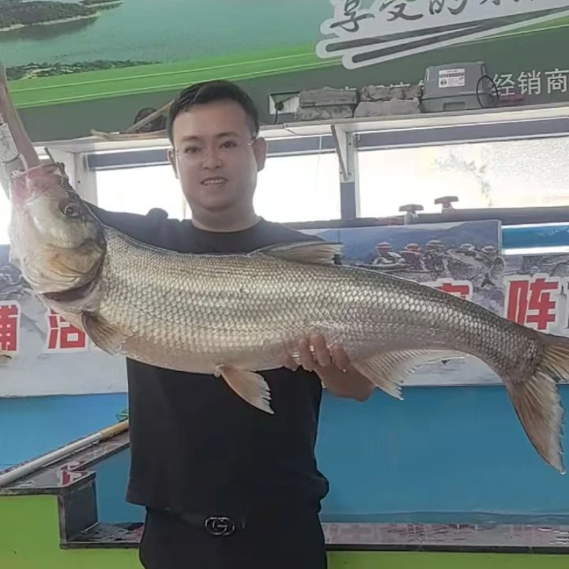 正宗千岛湖大翘嘴翘嘴鲌白花白鱼翘嘴刁鱼活鱼现杀快递