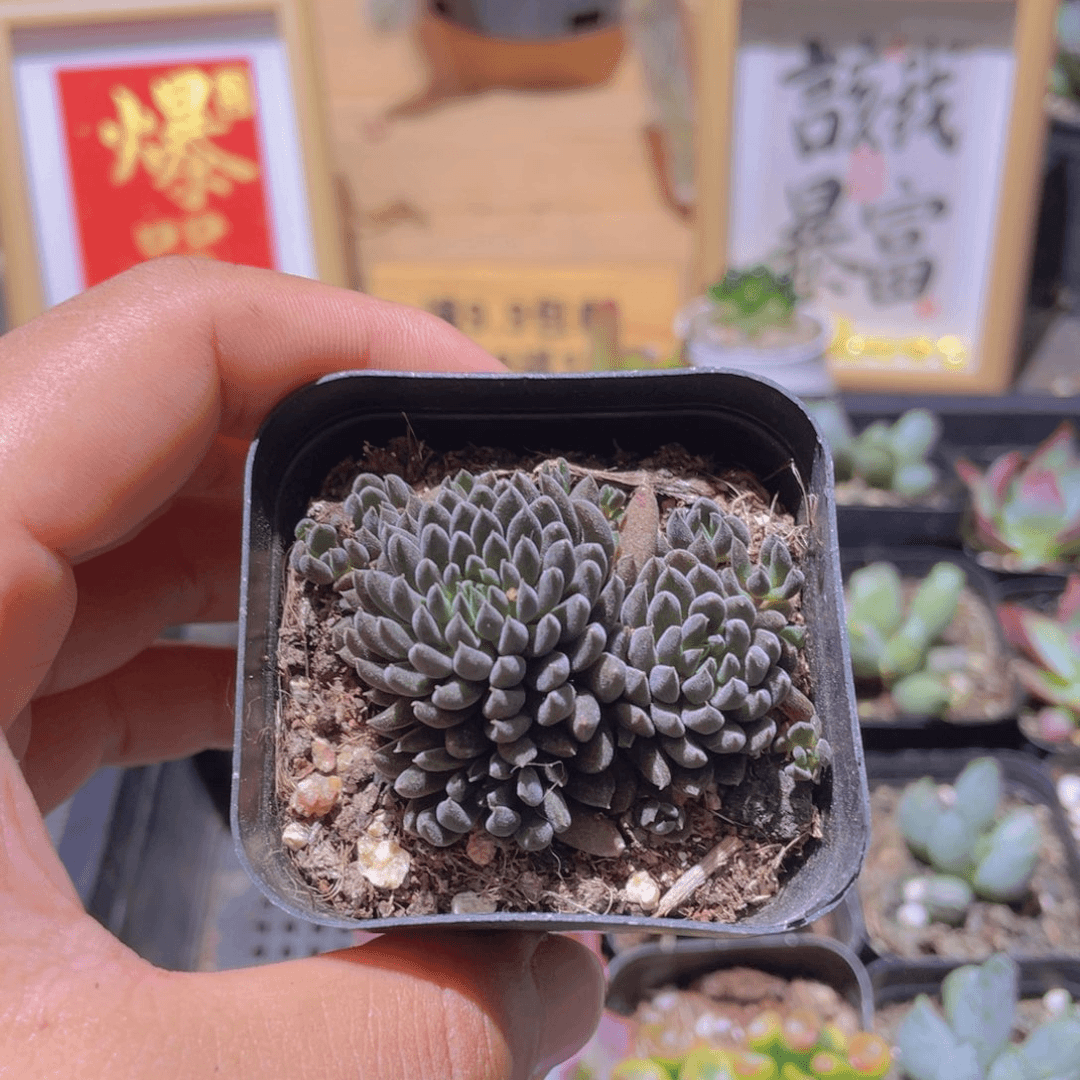 滇石莲多肉9.9发货