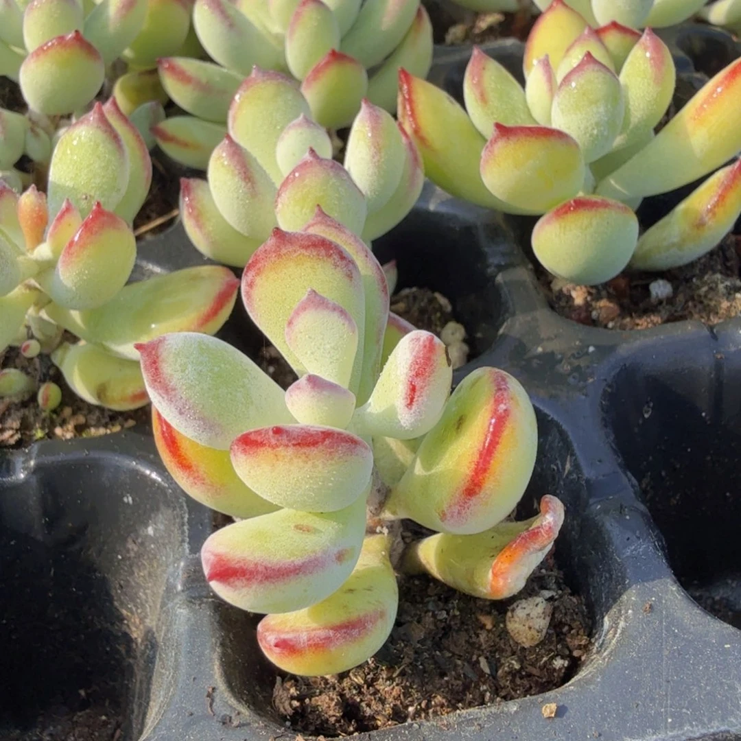 3颗哪吒福娘多肉9.9包邮