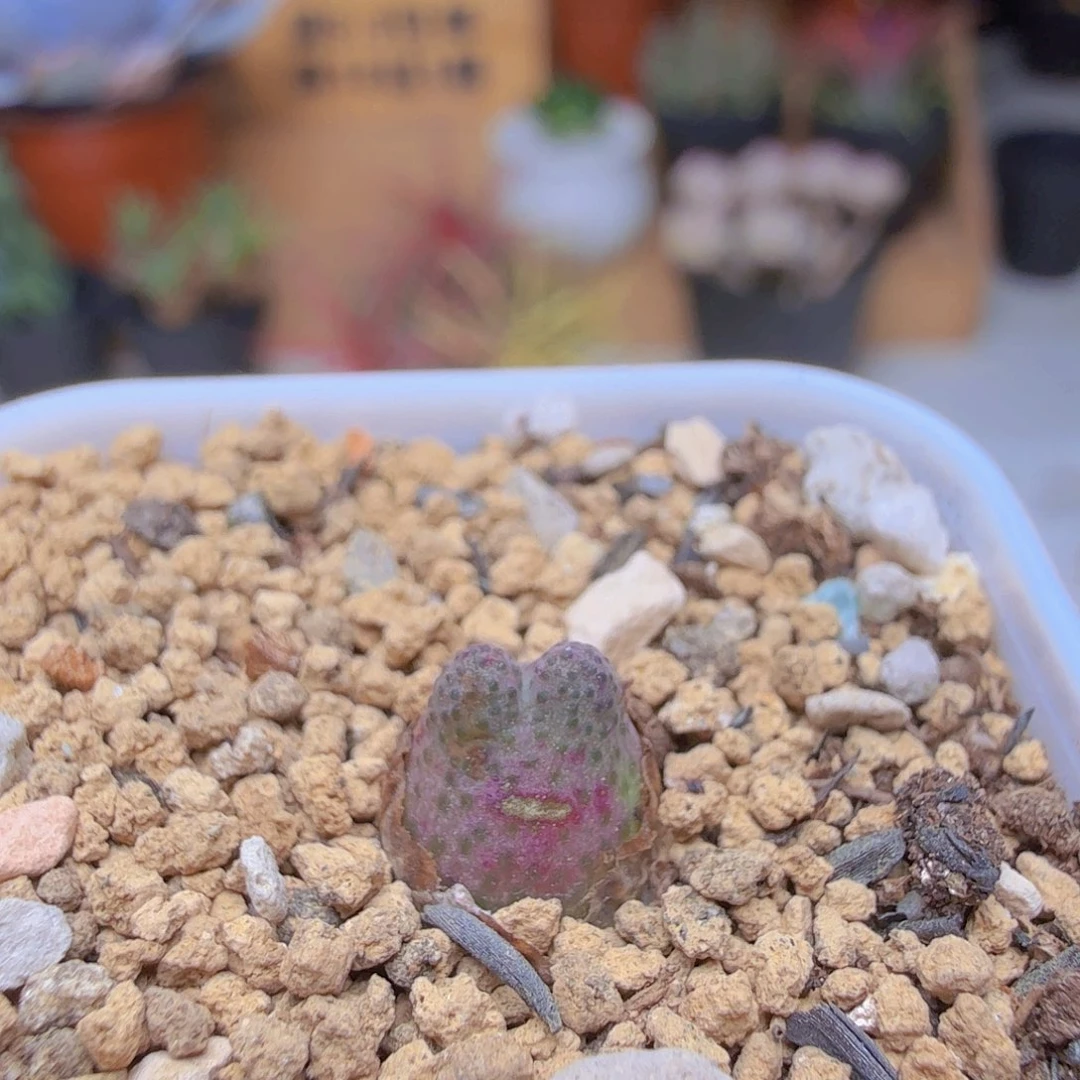 草莓斑马多肉9.9包邮