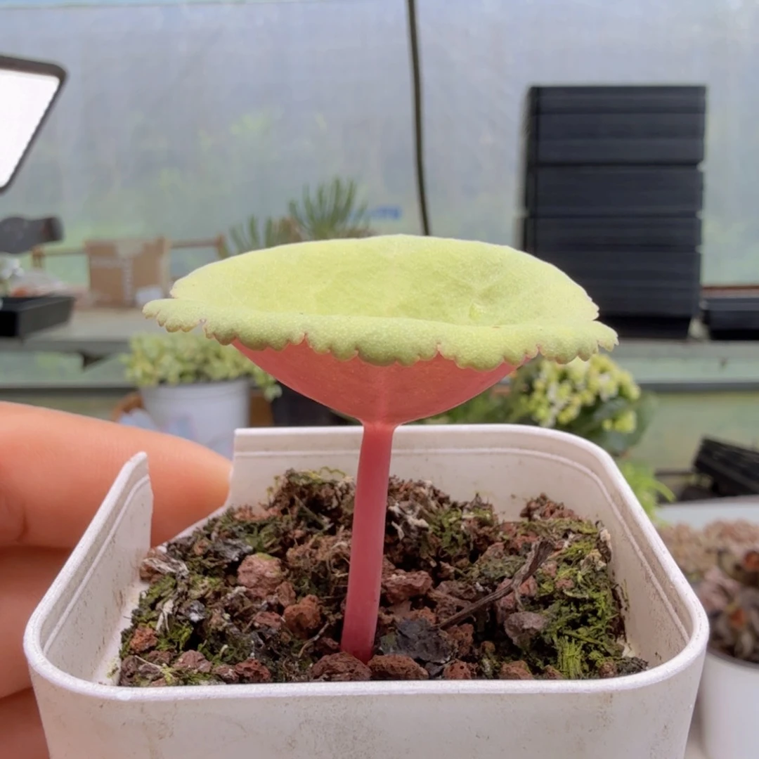 小雨伞多肉9.9包邮