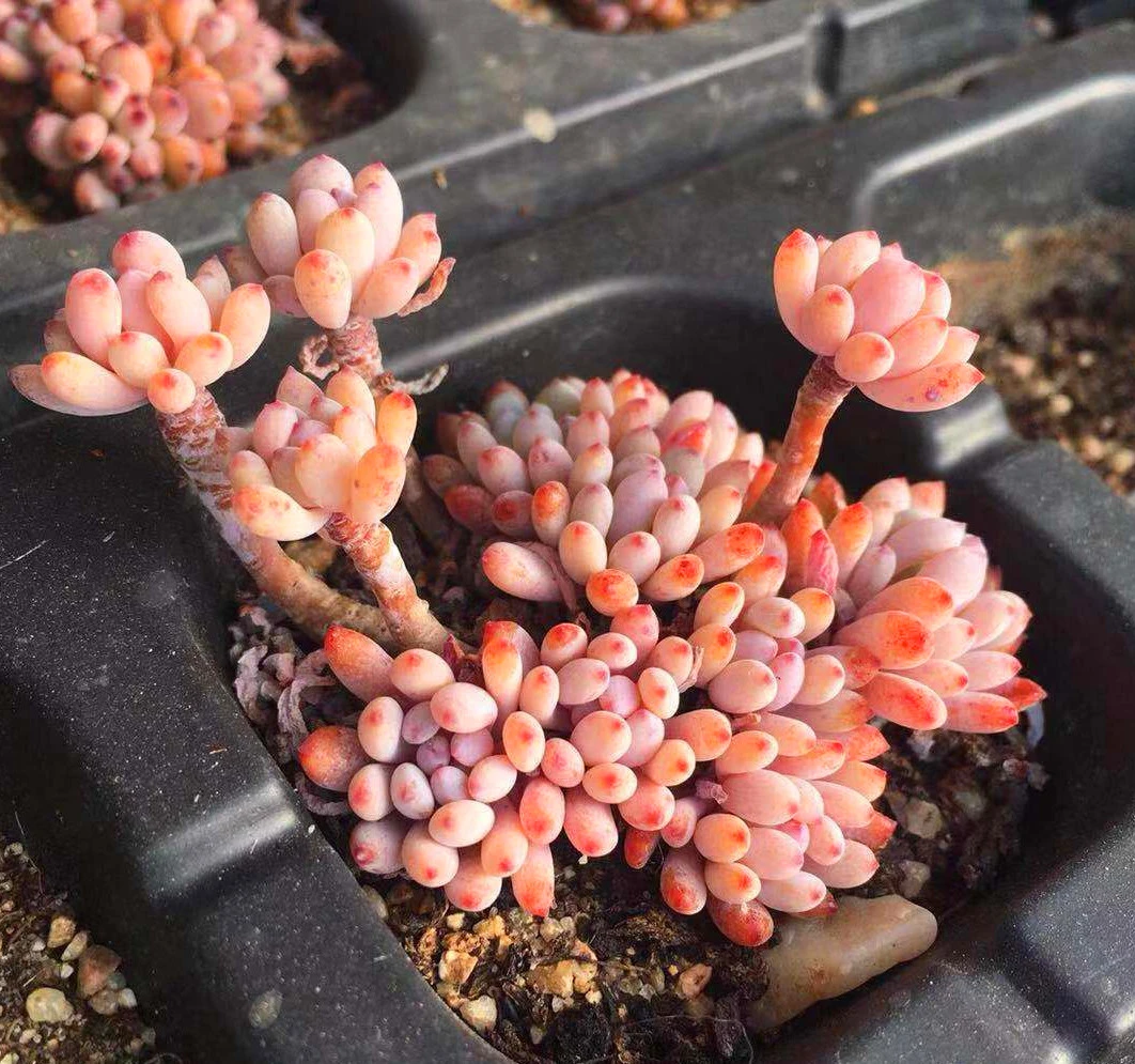 兰豆香味多肉植物【全场凑满9.9包邮发货】