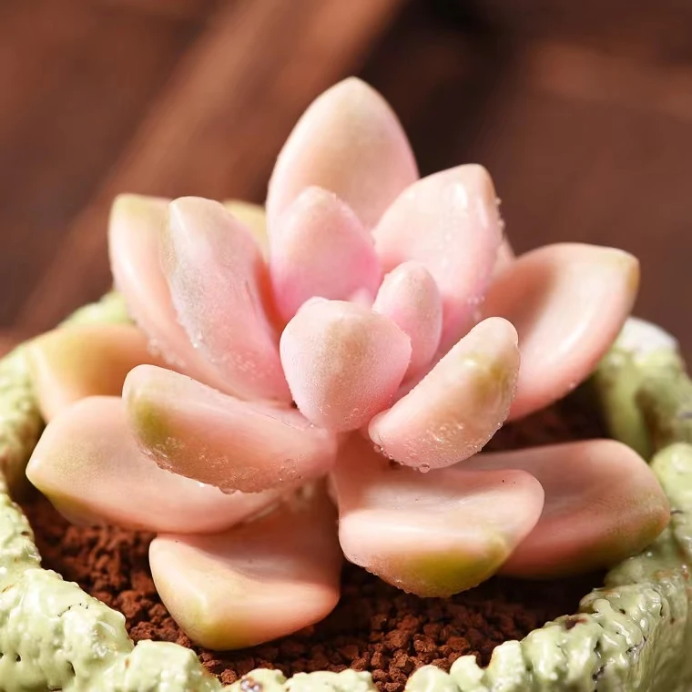 美杏锦【满9.9包邮发货】多肉植物【满9.9包邮发货】