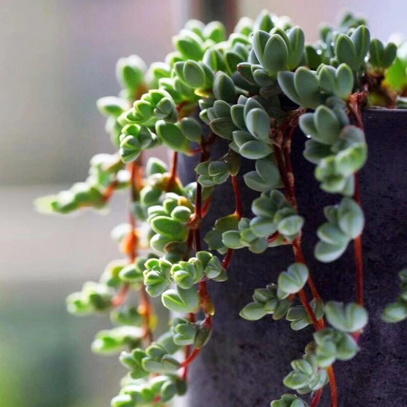 碧玉莲鹿角海棠【满9.9包邮发货】多肉植物【满9.9包邮发货】