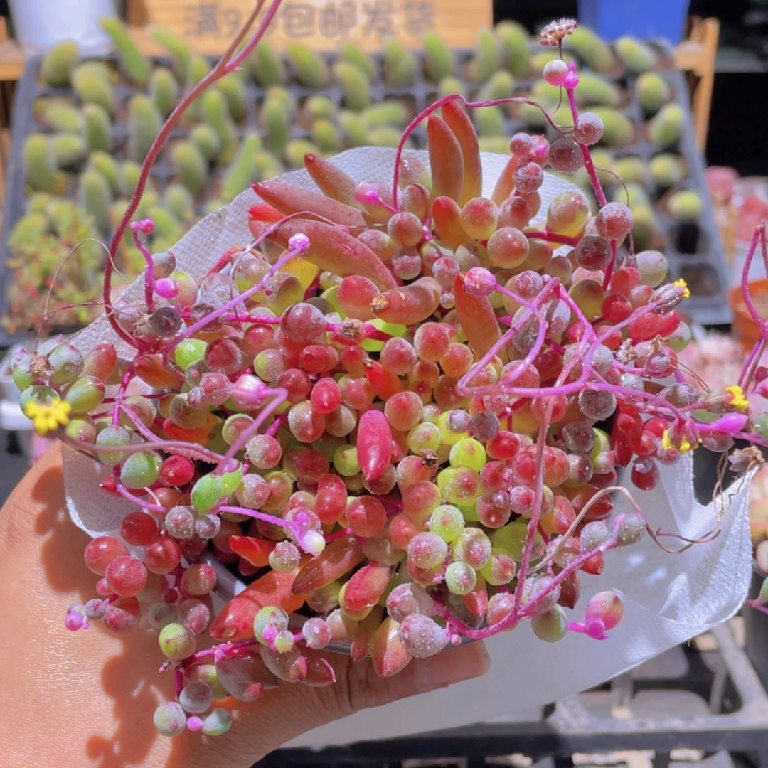 紫葡萄【满9.9包邮发货】丸叶紫玄月多肉植物【满9.9包邮发货】