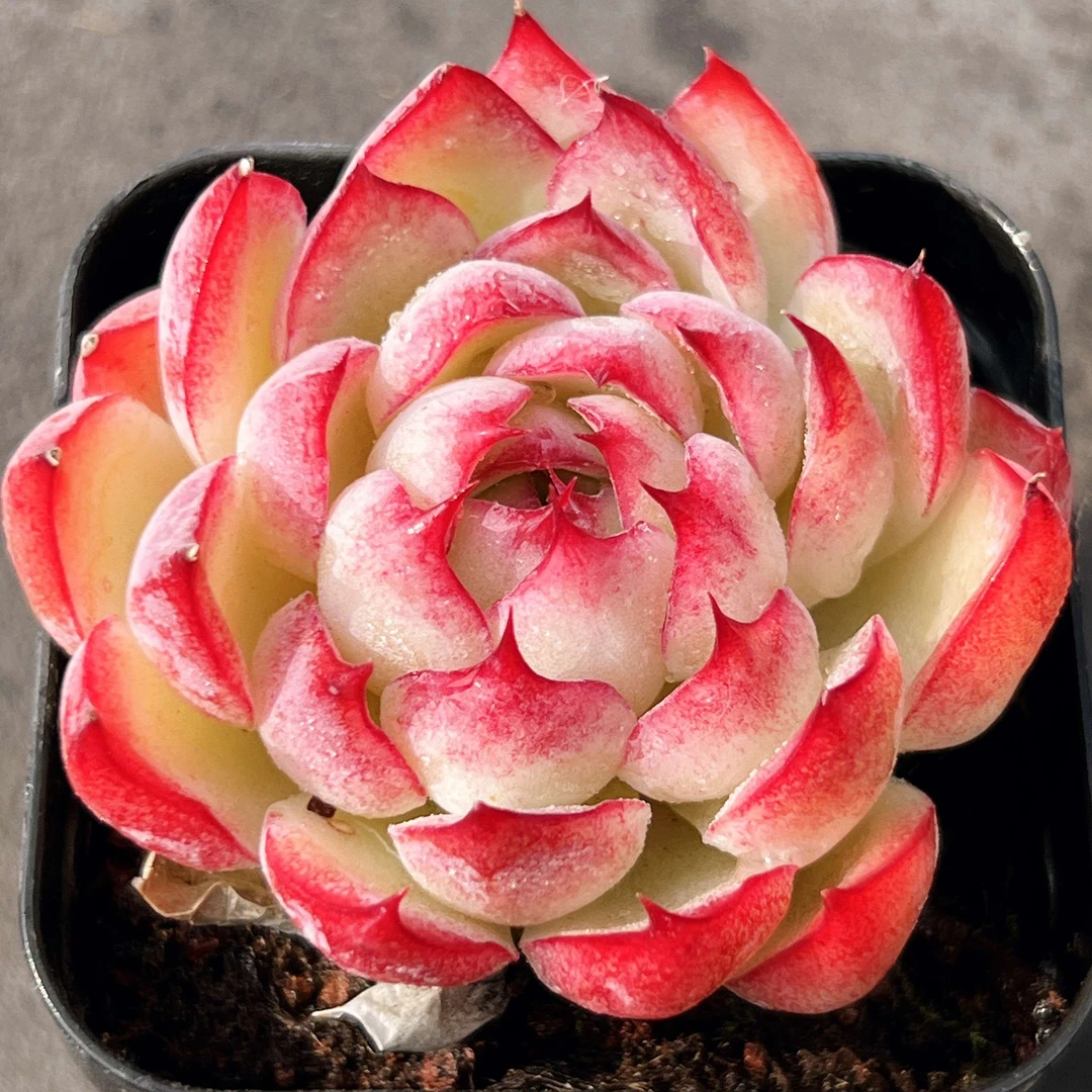 勾魂仙子多肉植物【满9.9包邮发货】