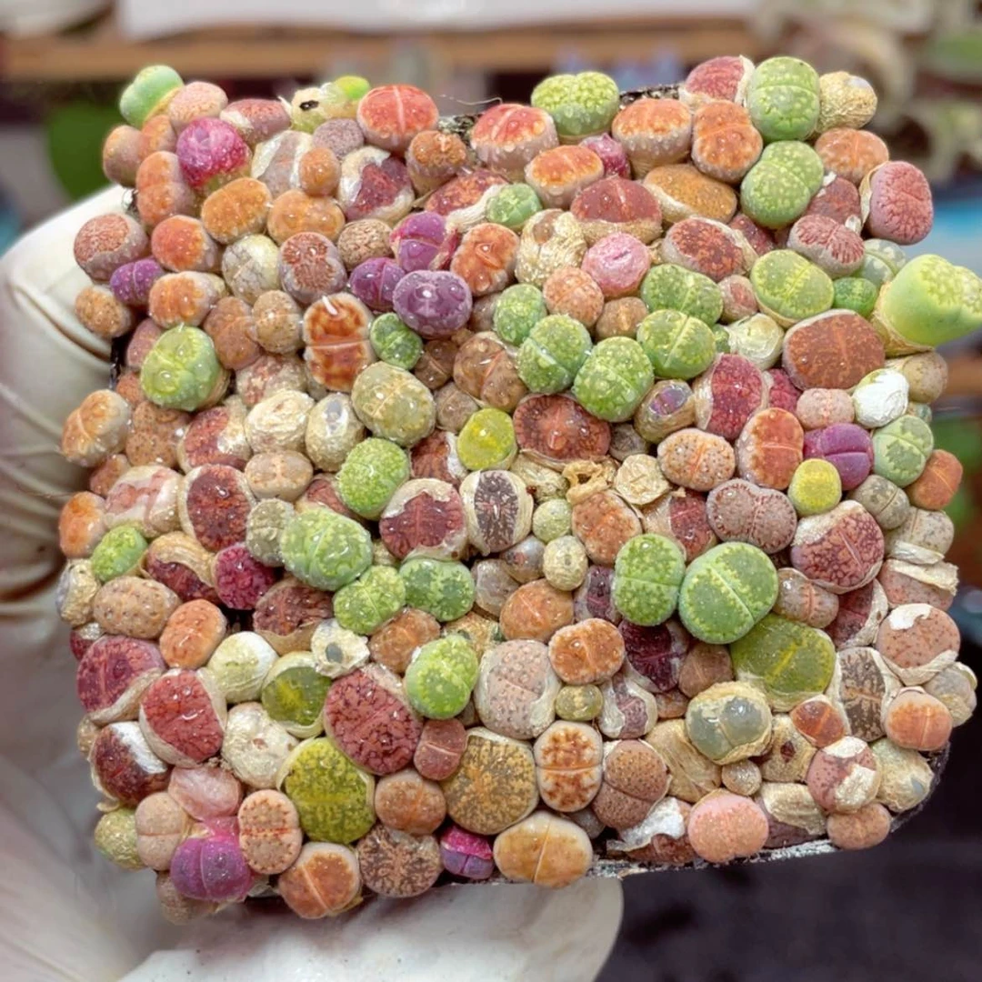 生石花切糕多肉【满9.9包邮发货】番杏肉锥多肉植物