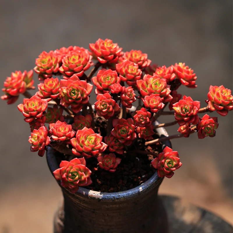 蒂亚多肉植物满9.9包邮发货