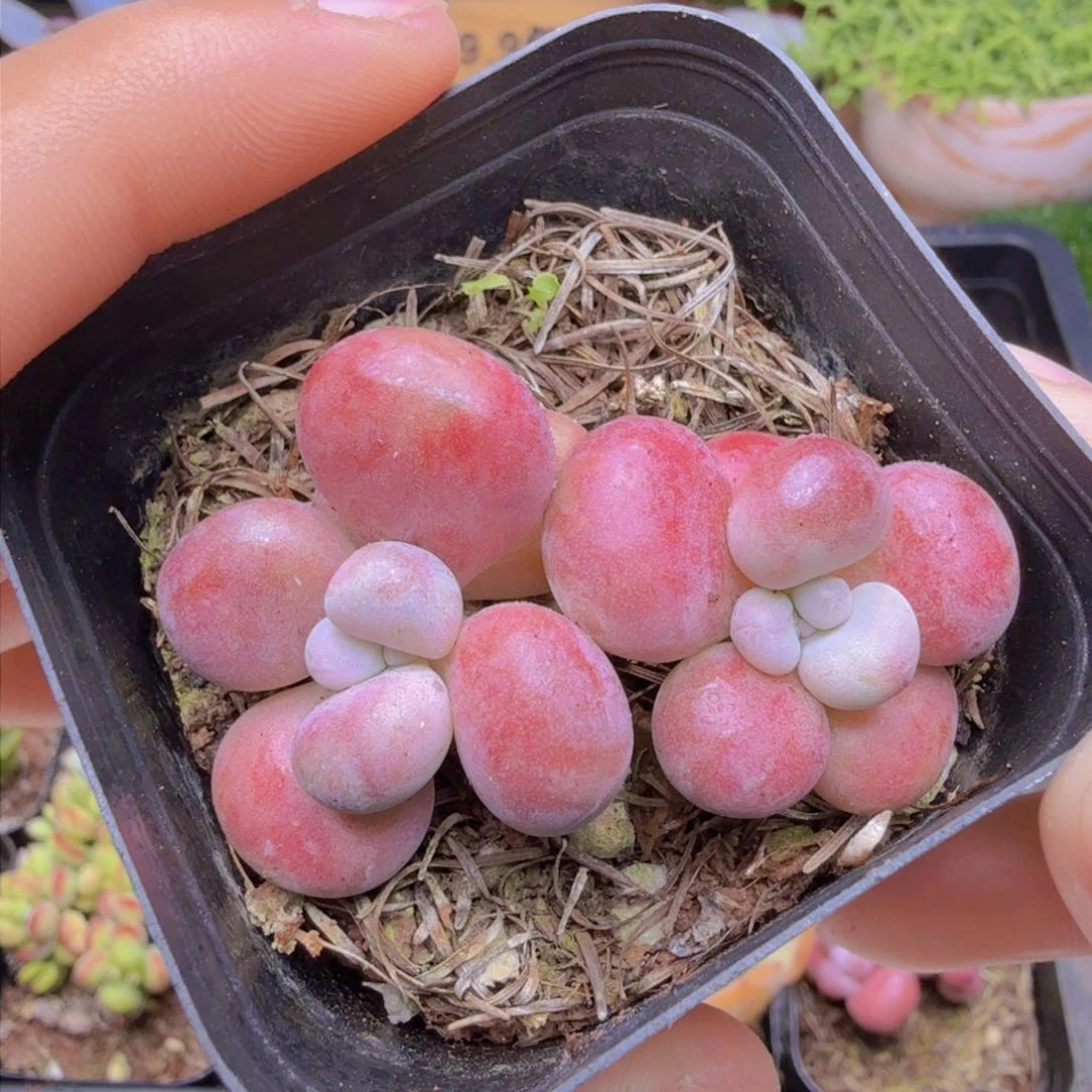 双头腰子桃蛋多肉9.9包邮