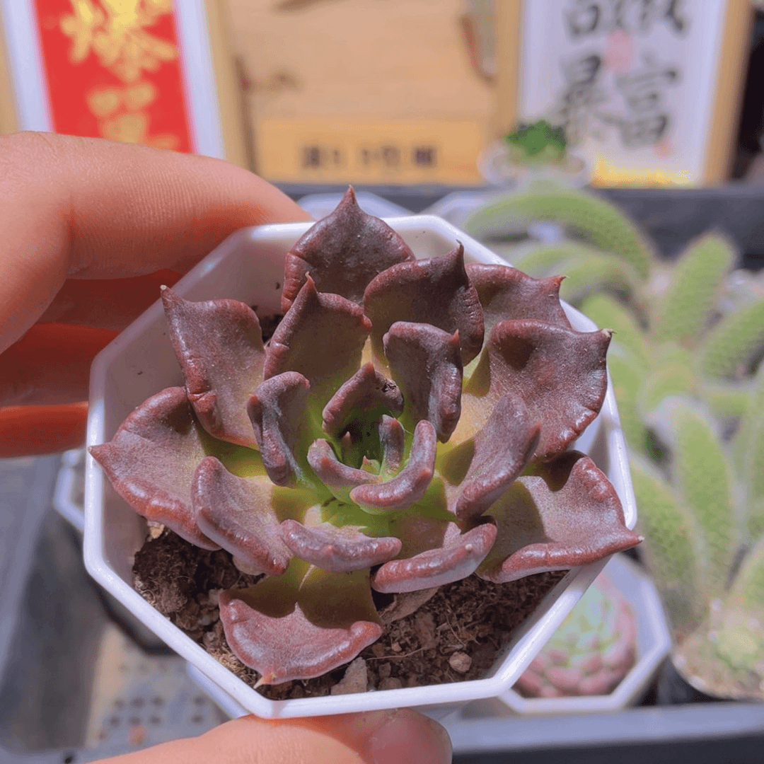 黑饺子多肉9.9发货