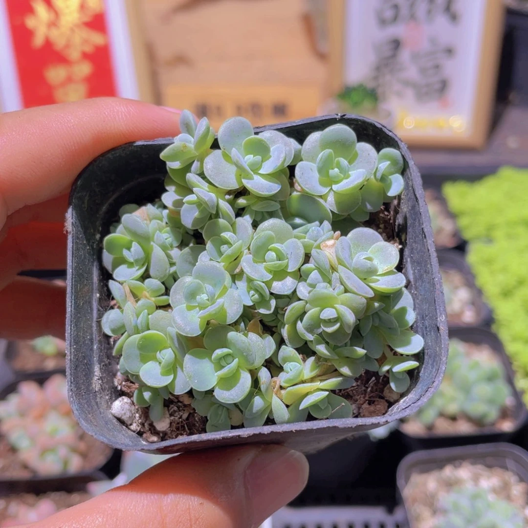 子持莲华多肉9.9发货