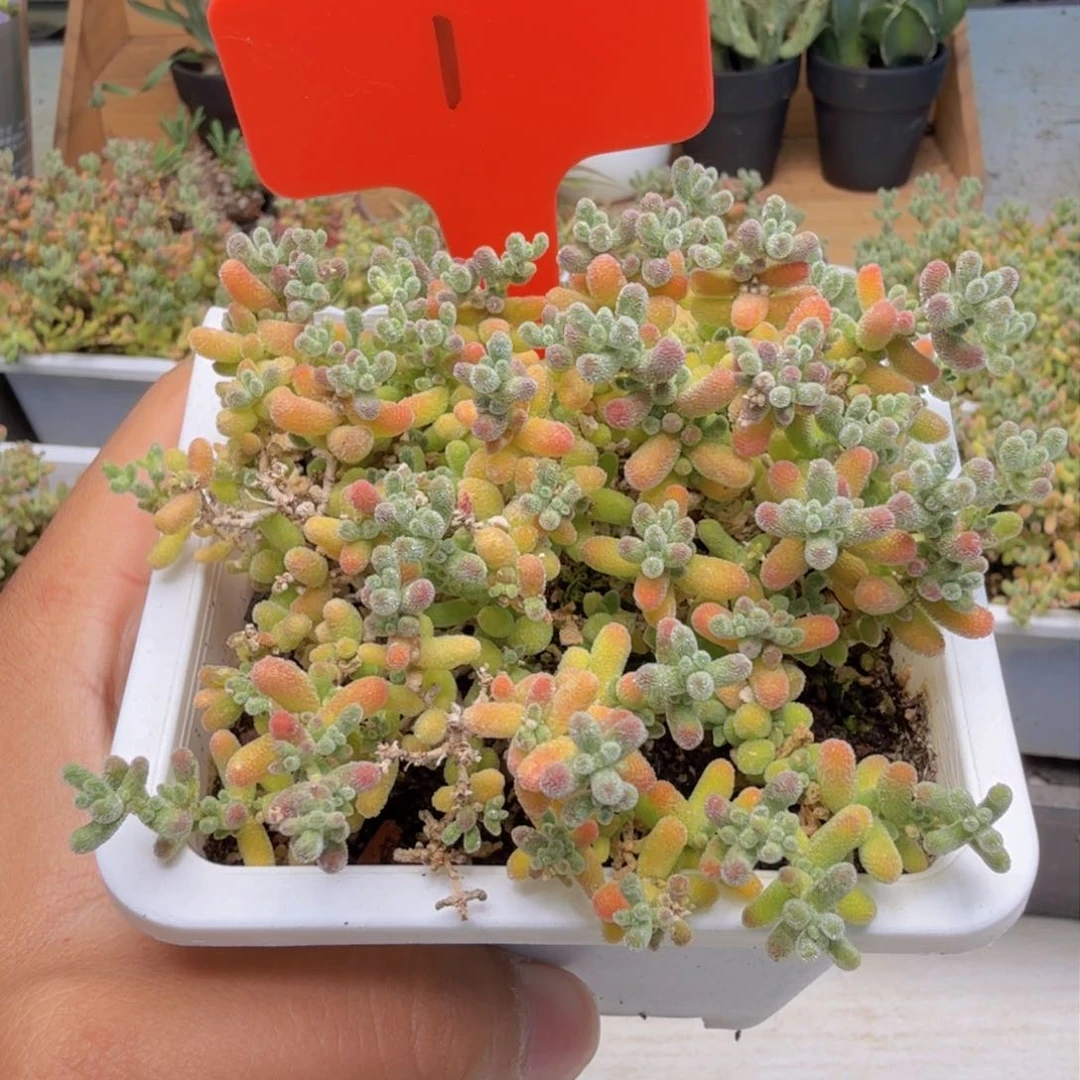 1号大盆冰晶枝干