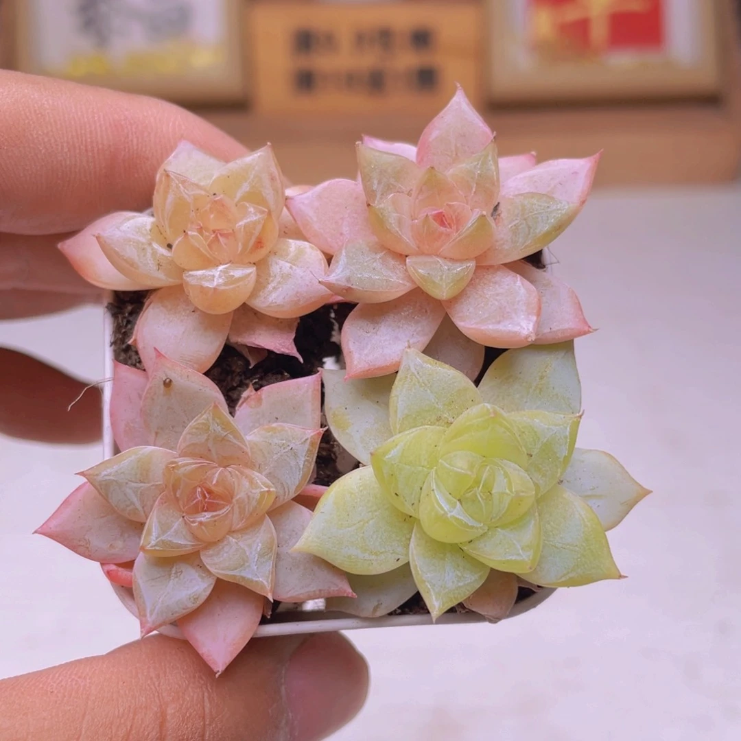 4颗清荷多肉凑单满9.9包邮发货