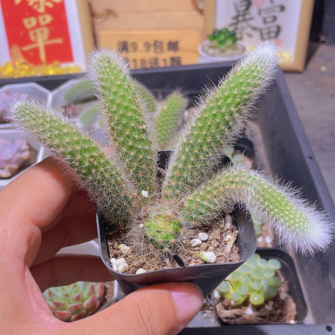 九尾狐多肉9.9发货