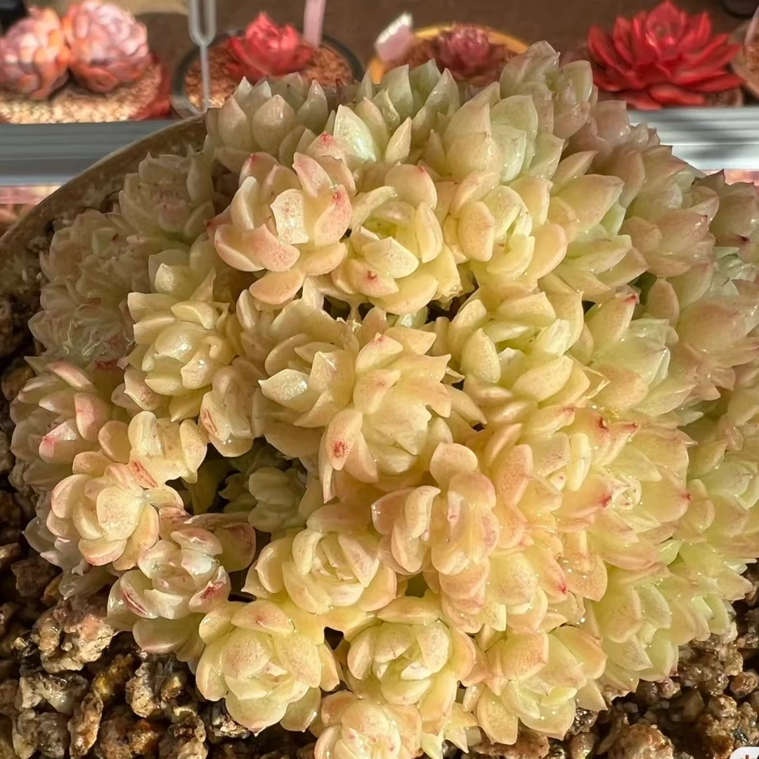爱杜丽尔麦秆群多肉【满9.9发货】麦秆多肉植物