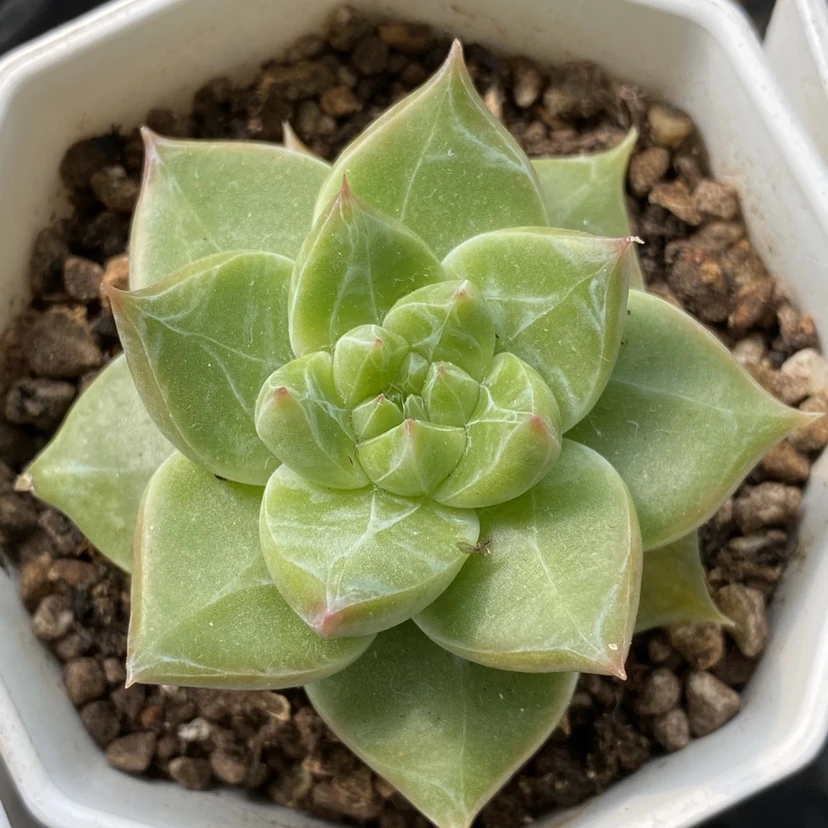 香巴拉【满9.9包邮发货】暗纹多肉植物【全场凑满9.9包邮发货】