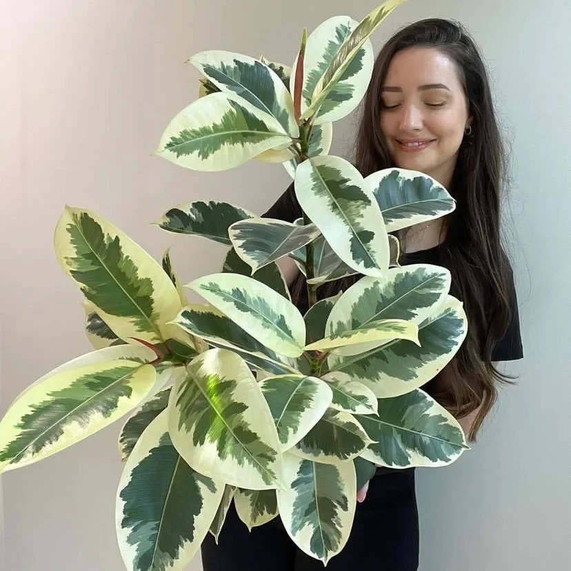 花金刚橡皮树彩叶花金刚盆栽室内阳台庭院喜阳观叶绿植花卉