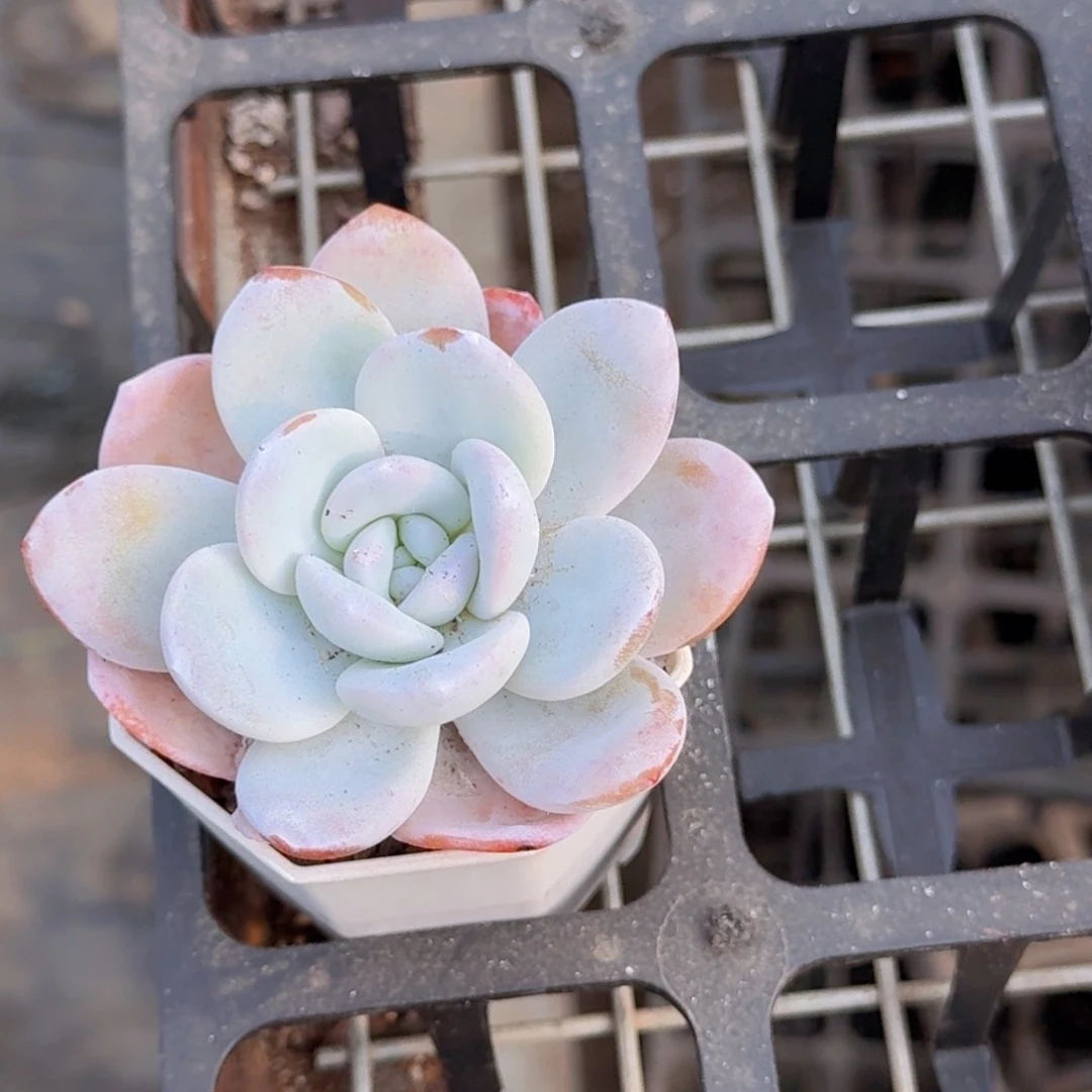 雪莲多肉9.9包邮