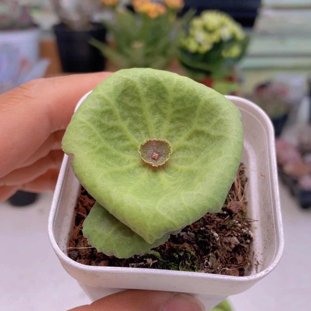 小雨伞多肉9.9包邮