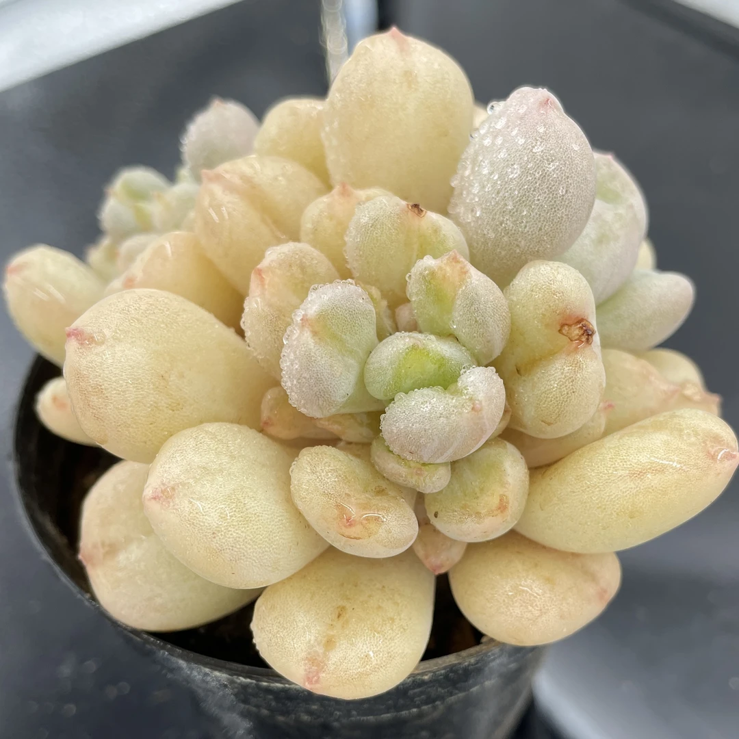 比尔盖茨【满9.9包邮发货】苹果花多肉植物【全场凑满9.9包邮发货】