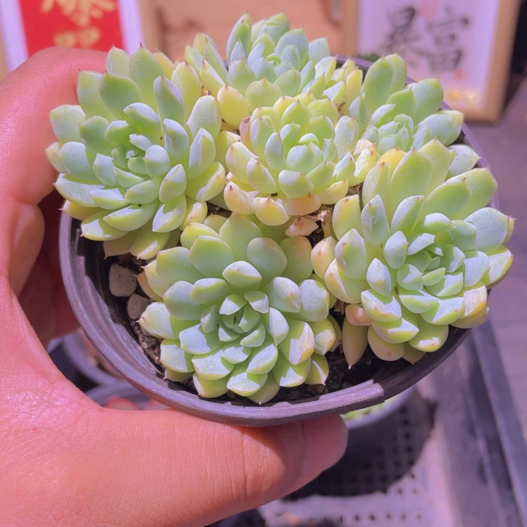 羊脂球多肉9.9发货