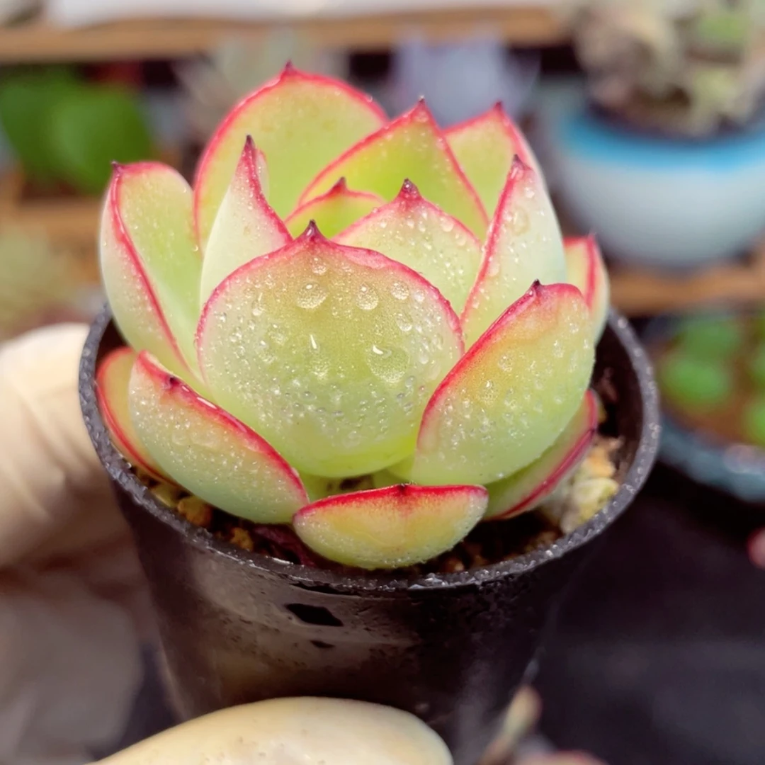 帕拉梅拉牡丹亭多肉植物【满9.9包邮发货】