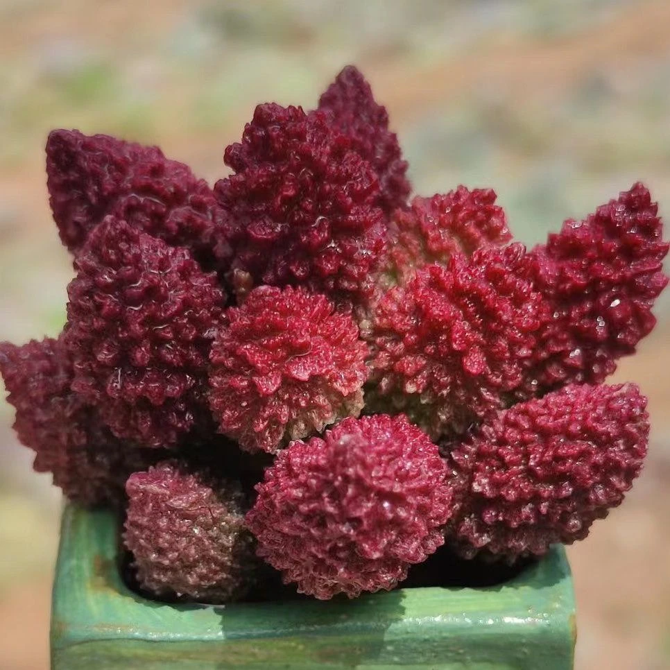 朱子玉水泡掉叶无售后多肉【满9.9包邮发货】