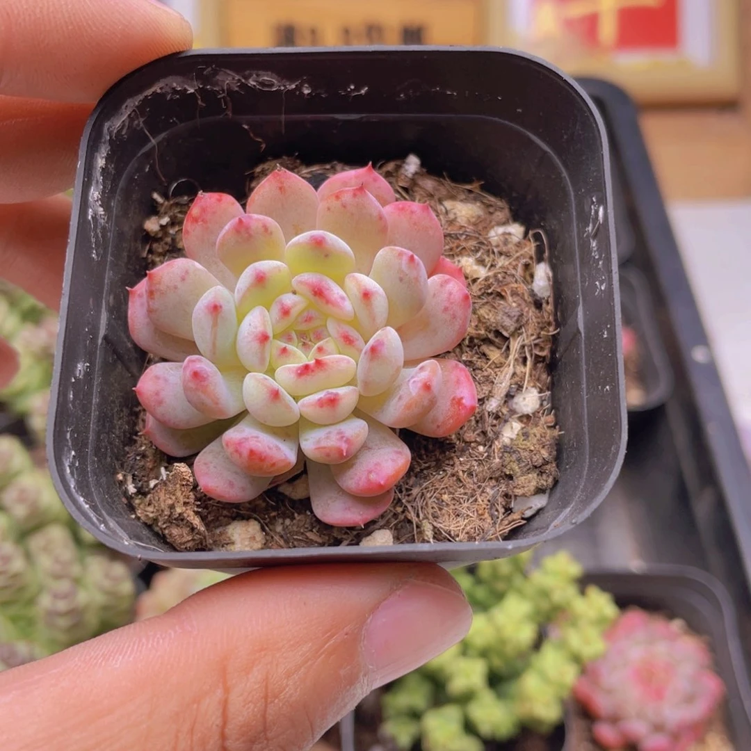 白胖子多肉9.9发货
