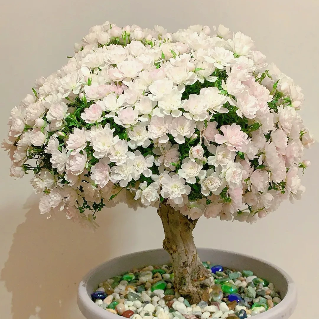 日本姬月季蔷薇玫瑰迷你姬乙女微型植物盆景桌面春天盆栽四季开花