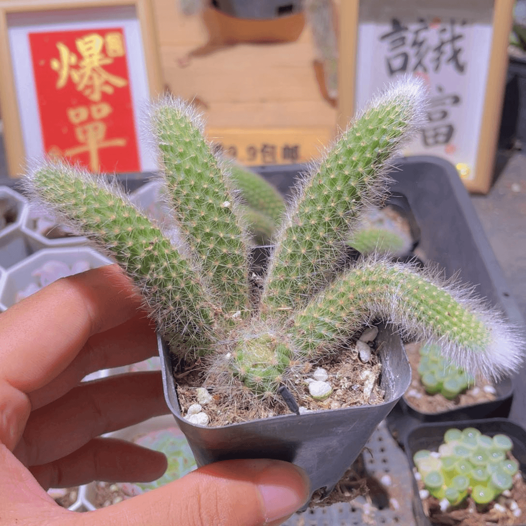 九尾狐多肉9.9发货