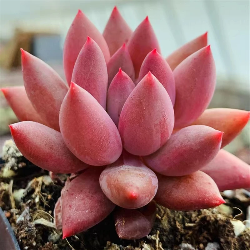 红蜻蜓多肉植物【满9.9包邮】