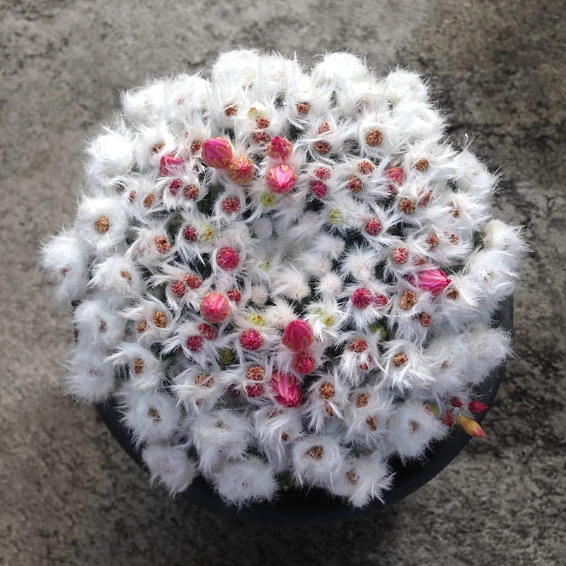 雪糕仙人球【满9.9发货】乳突属多肉植物【满9.9包邮发货】