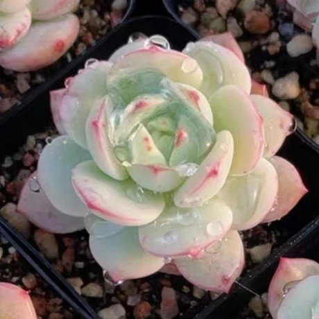 香草多肉植物【满9.9包邮发货】