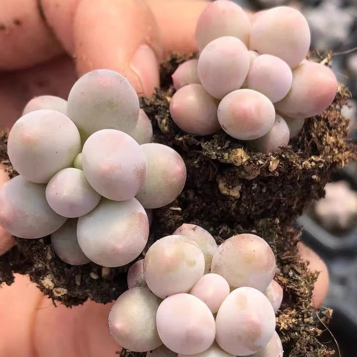 4颗汤圆小苗【满9.9包邮发货】多肉植物